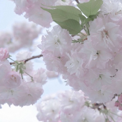 Furry圈经典作品赏析兽圈社群